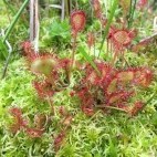 Round-leaved sundew in Beeston Bog, Norfolk.