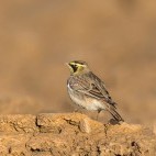 Shorelark in Norfolk
