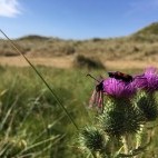 Six spot burnet in Holkham, Norfolk.