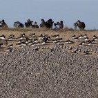 Knot flock with oystercatchers in Snettisham RSPB Reserve, Norfolk