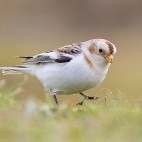 Snow bunting in Norfolk