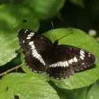 White admiral butterfly on a blackberry leaf in Norfolk