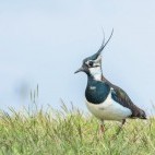 Northern lapwing