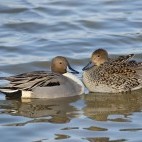 Northern pintail