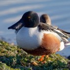 Northern shoveler