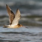 Bar-tailed godwit