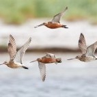 Bar-tailed godwit