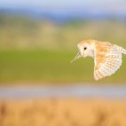 Barn owl