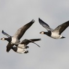 Barnacle geese