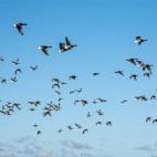 Brent geese flock