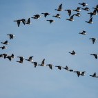 Brent geese flock