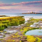 Coquet Island in Northumberland