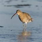 Curlew