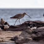 Curlew and sandpiper
