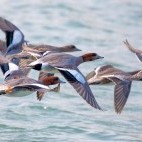 Eurasian wigeon