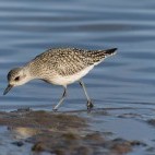 Grey plover