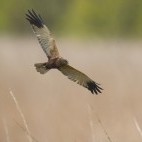 Marsh harrier