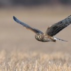 Northern hen harrier