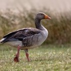 Pink-footed goose