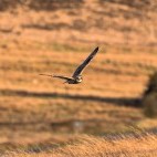 Short-eared owl