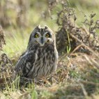 Short-eared owl
