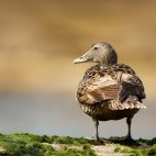 Common eider in the Shetland Islands, Scotland