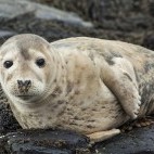 Grey seal pup