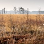 Foulshaw Moss in Lancashire, UK