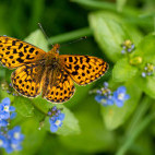 Pearl-bordered fritillary in the UK