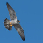 Peregrine falcon in Devon
