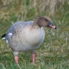 Pink-footed goose