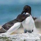 Razorbill