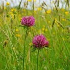 Red clover in Wester Ross, Scotland