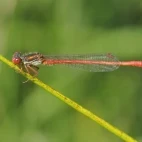 Red damselfly in Devon