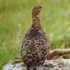 Red grouse in Handa Island, Scotland