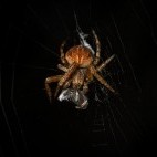 Red orb spider in Hampshire.