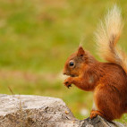 Red squirrel in the UK.