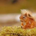 Red squirrel in the UK.