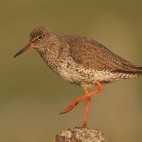 Redshank