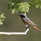 Redstart