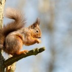 Red squirrel