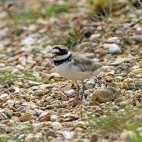 Ringed plover in the UK