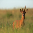 Roe deer in the UK.