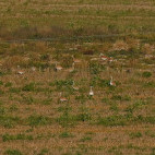 Great bustards in Salisbury Plain, the UK.