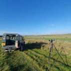 Great bustard tour in Salisbury Plain, the UK.