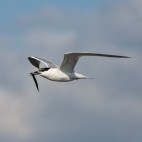 Sandwich tern