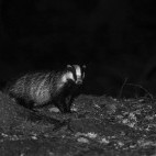 Badger in Aigas, Scotland.
