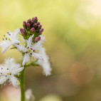 Bog bean in Aigas, Scotland.