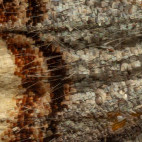 Buff-tip moth in Aigas, Scotland.