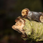 Buff-tip moth in Aigas, Scotland.